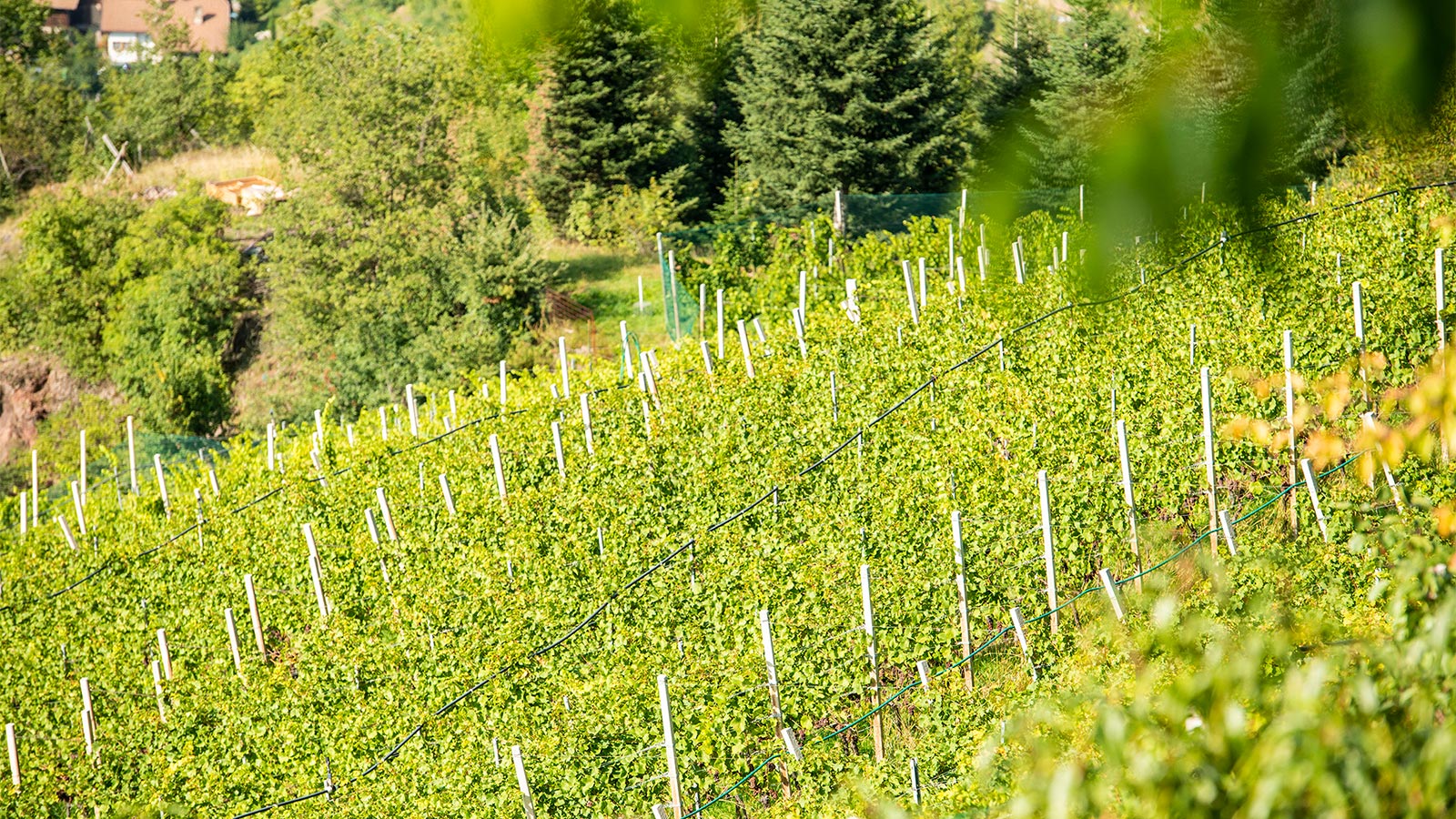 Hotel Hanny Bolzano Hotel Hanny Bolzano